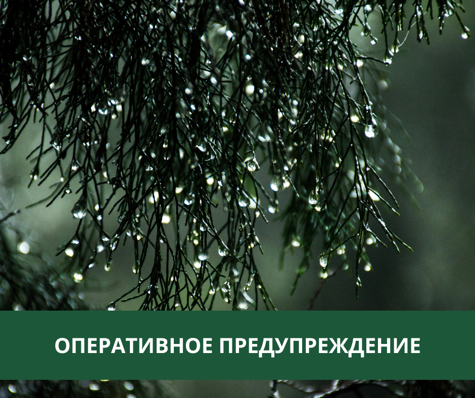 В Томском районе ожидаются дожди, грозы и усиление ветра.