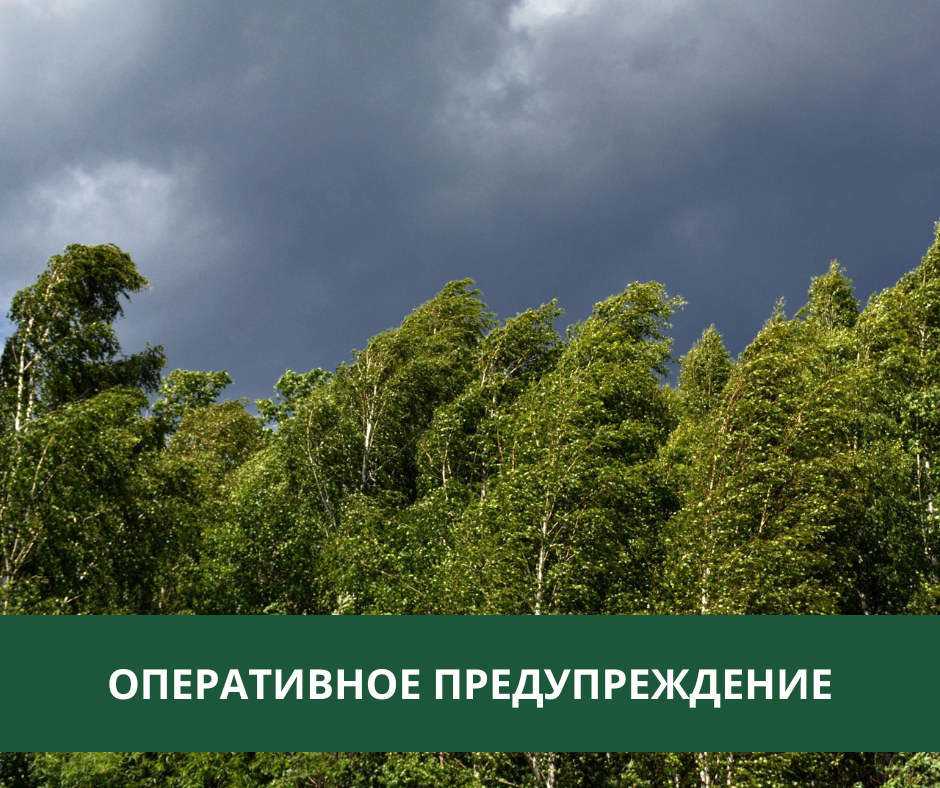 Дожди, грозы и усиление ветра ожидаются в Томском районе.